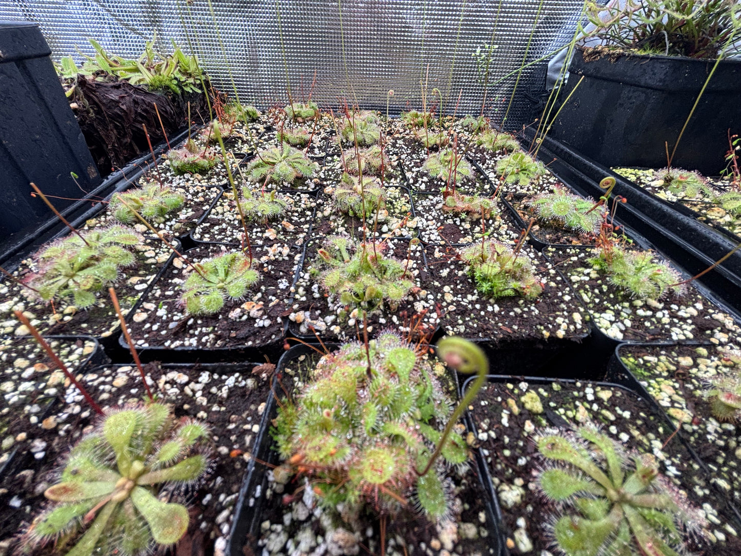 Drosera spatulata