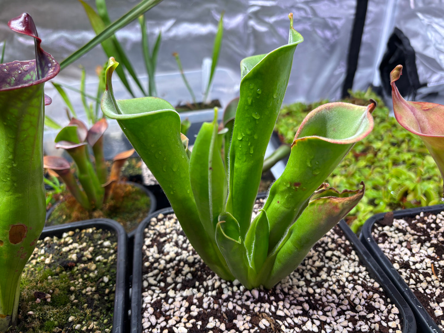 Heliamphora tatei