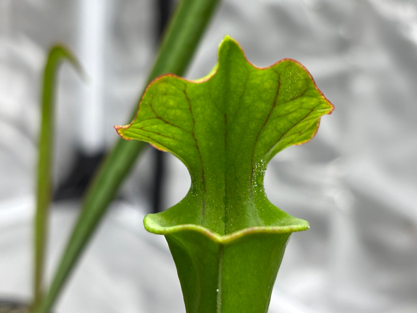 Sarracenia flava x cuprea