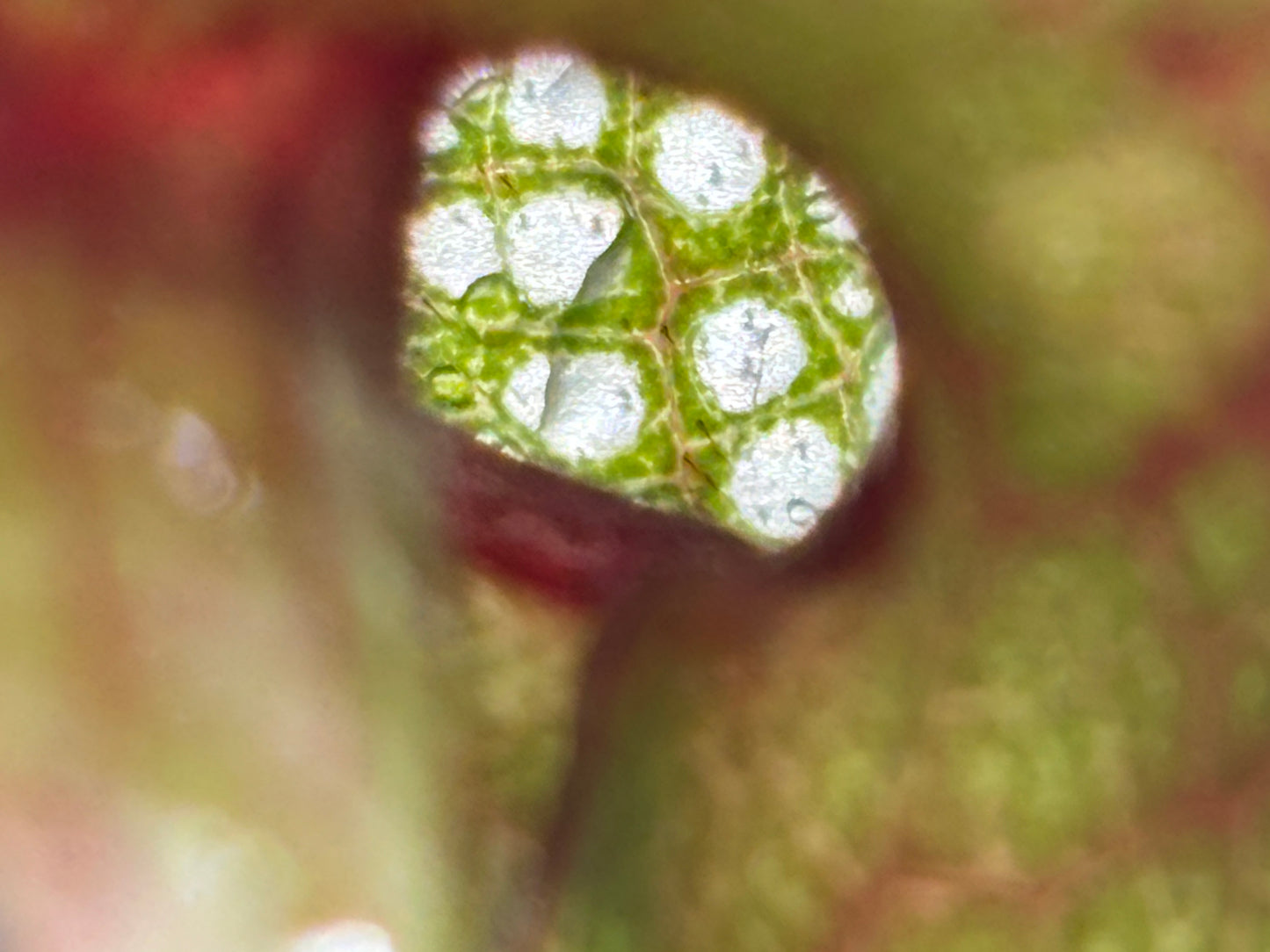 Darlingtonia californica