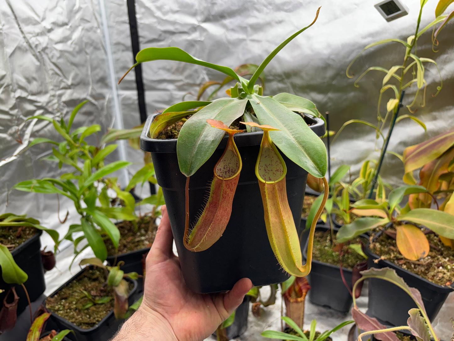 Nepenthes sanguinea