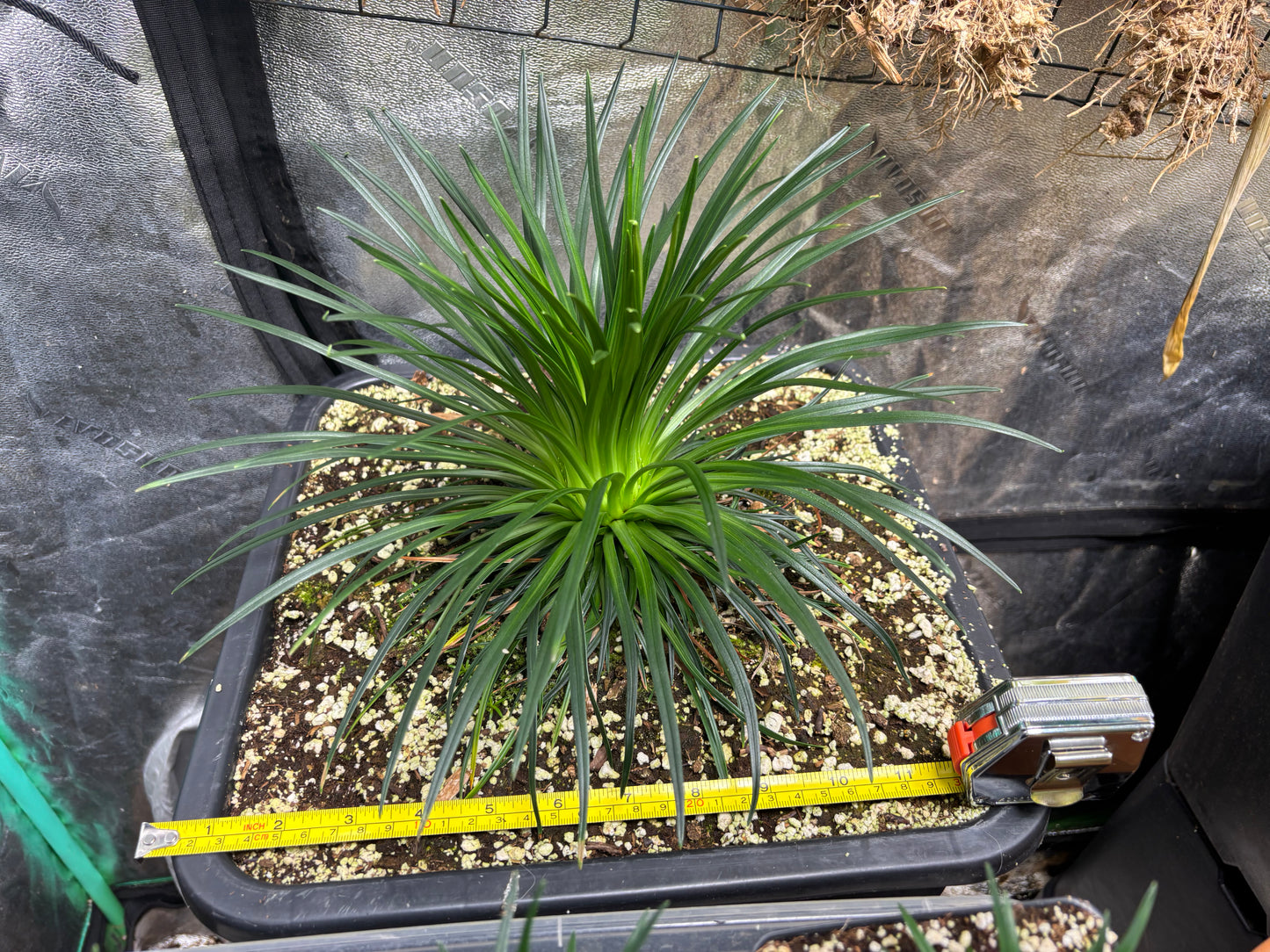 Stylidium graminifolium
