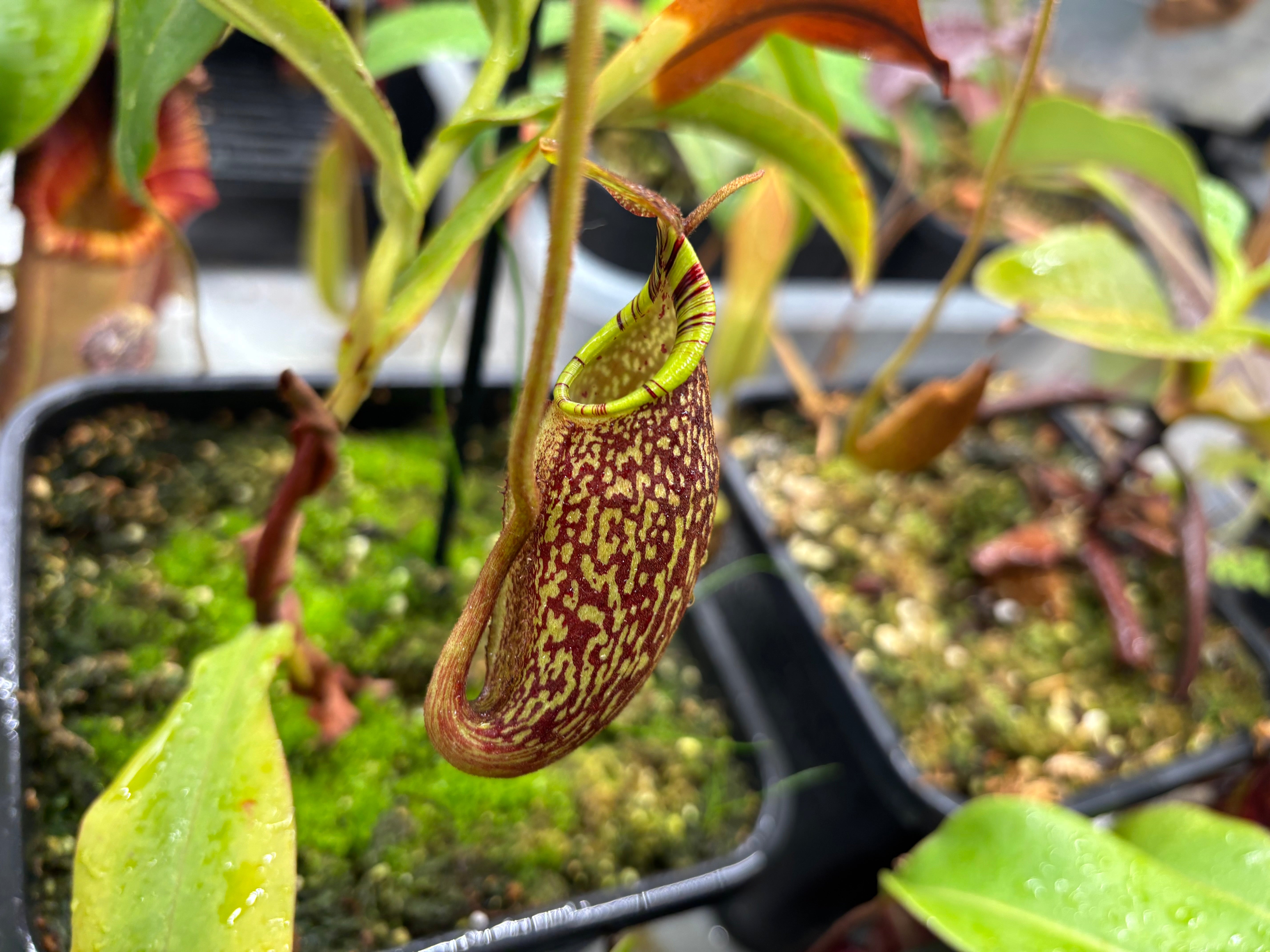 アカベプミラ Nepenthes spectabilis x mira (Giant form) – Flora Horrors