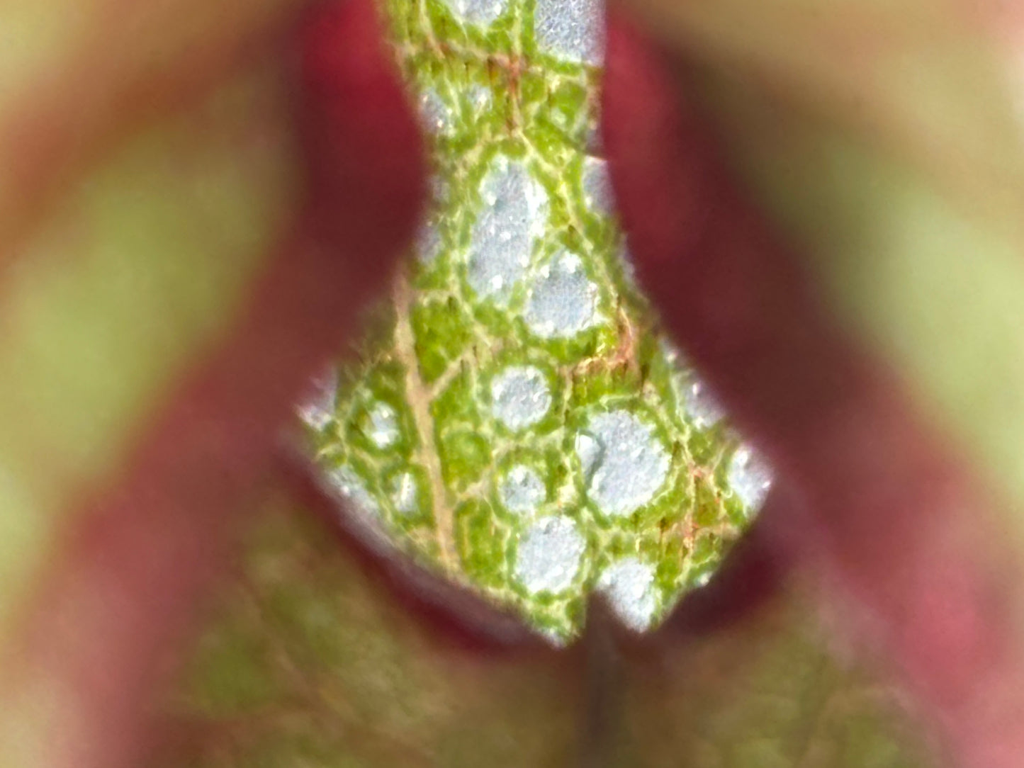Darlingtonia californica