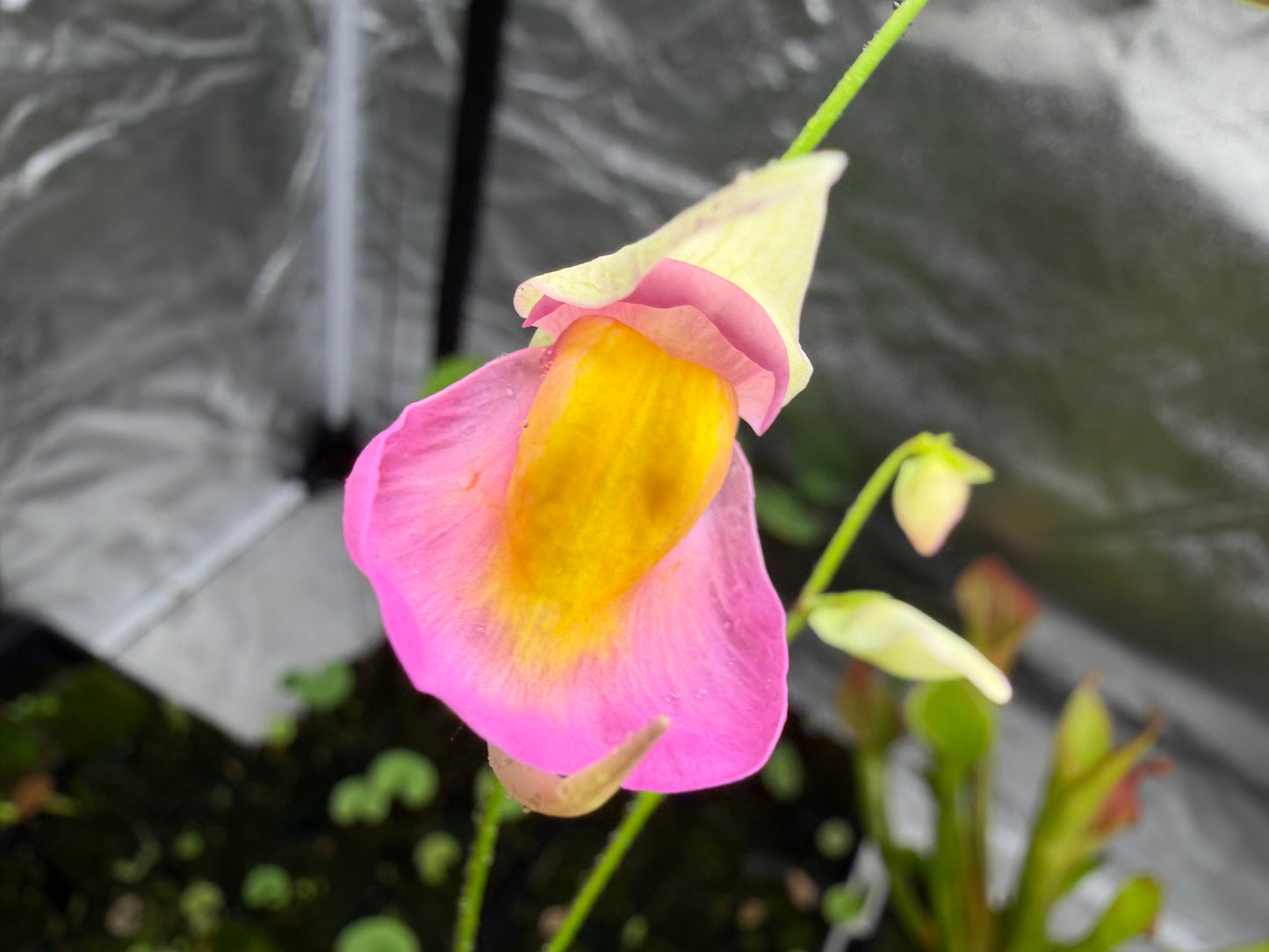 Utricularia jitka