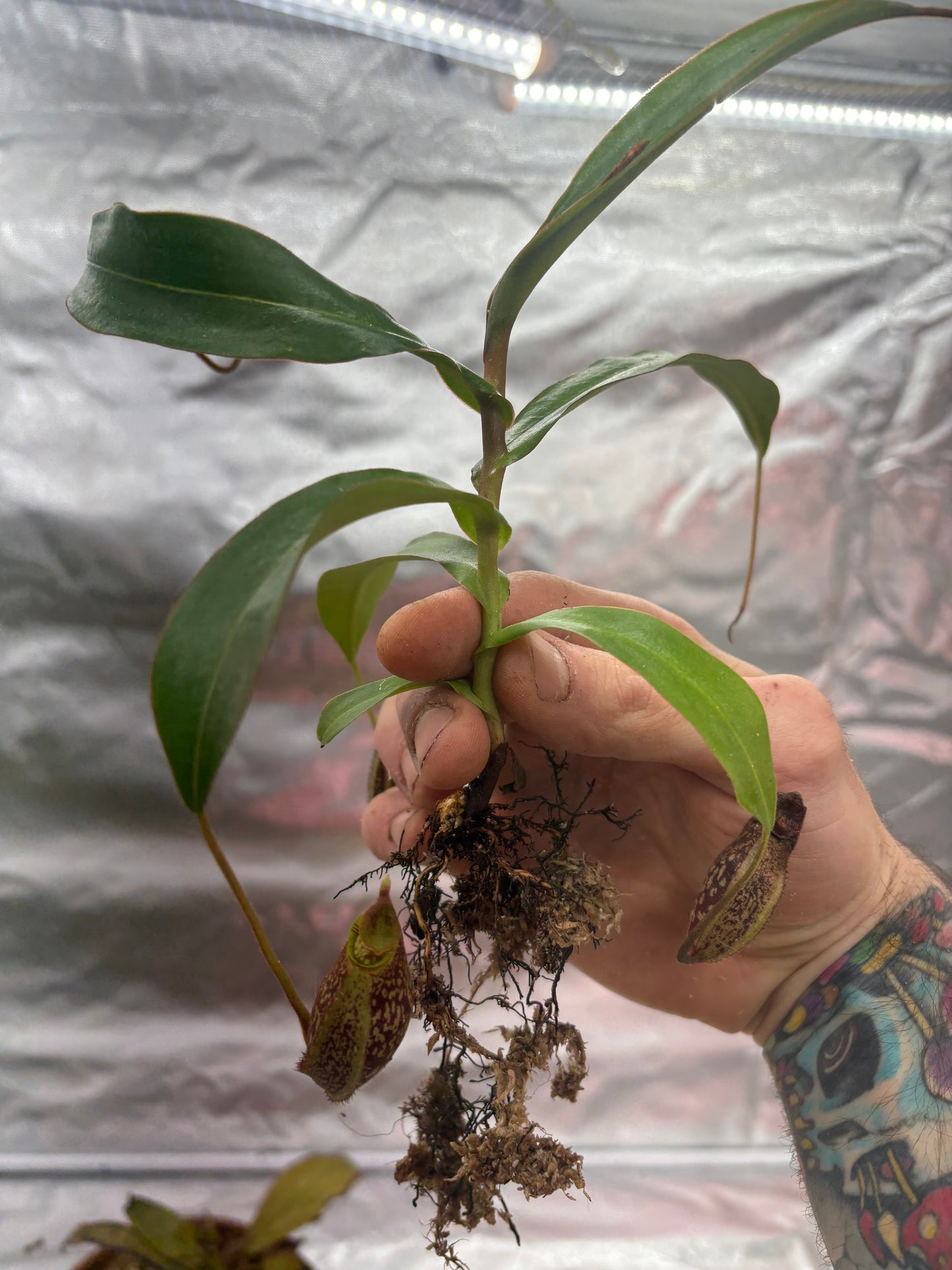 Nepenthes spectabilis x mira (Giant form)