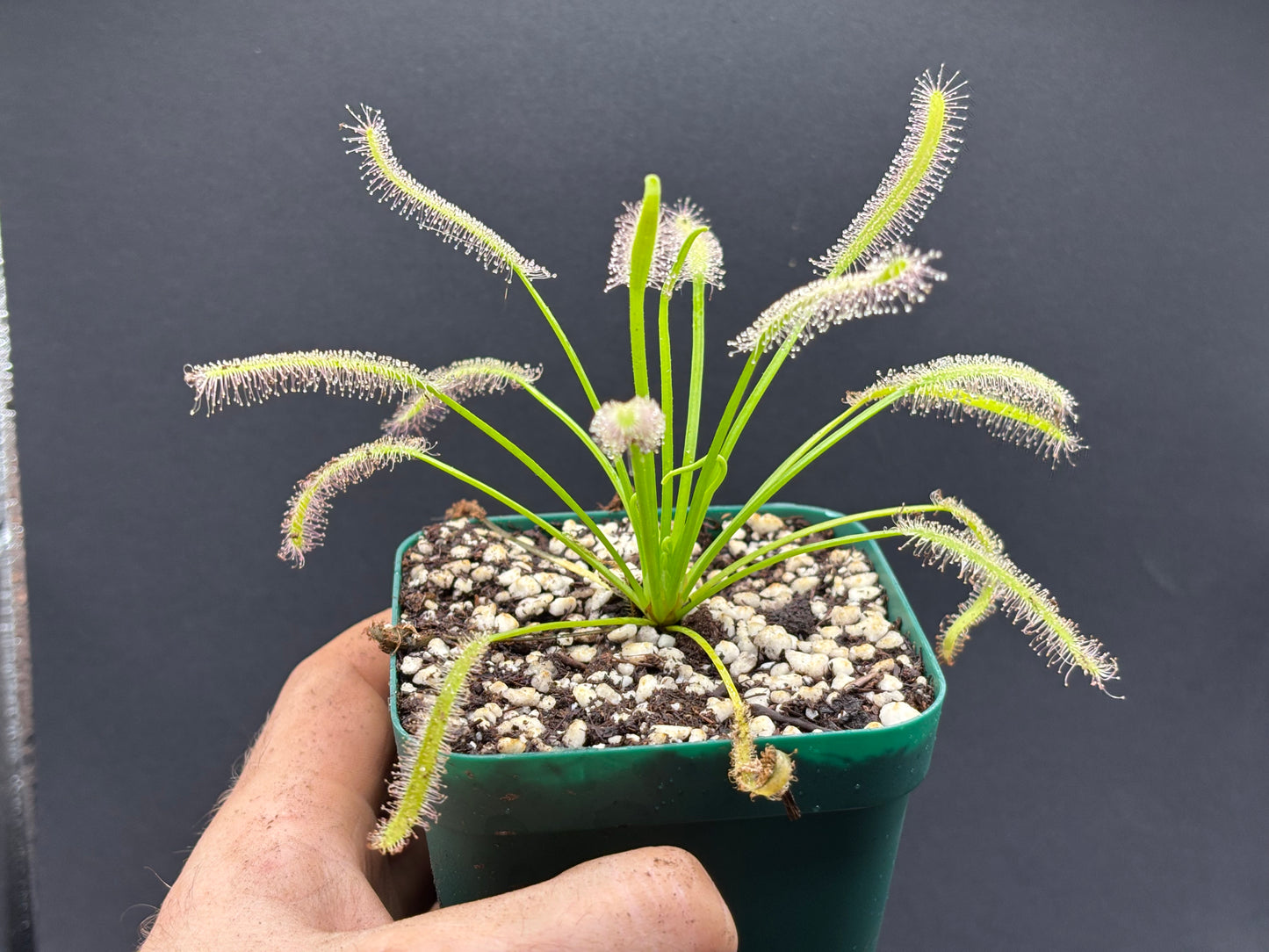 Drosera capensis “albino”