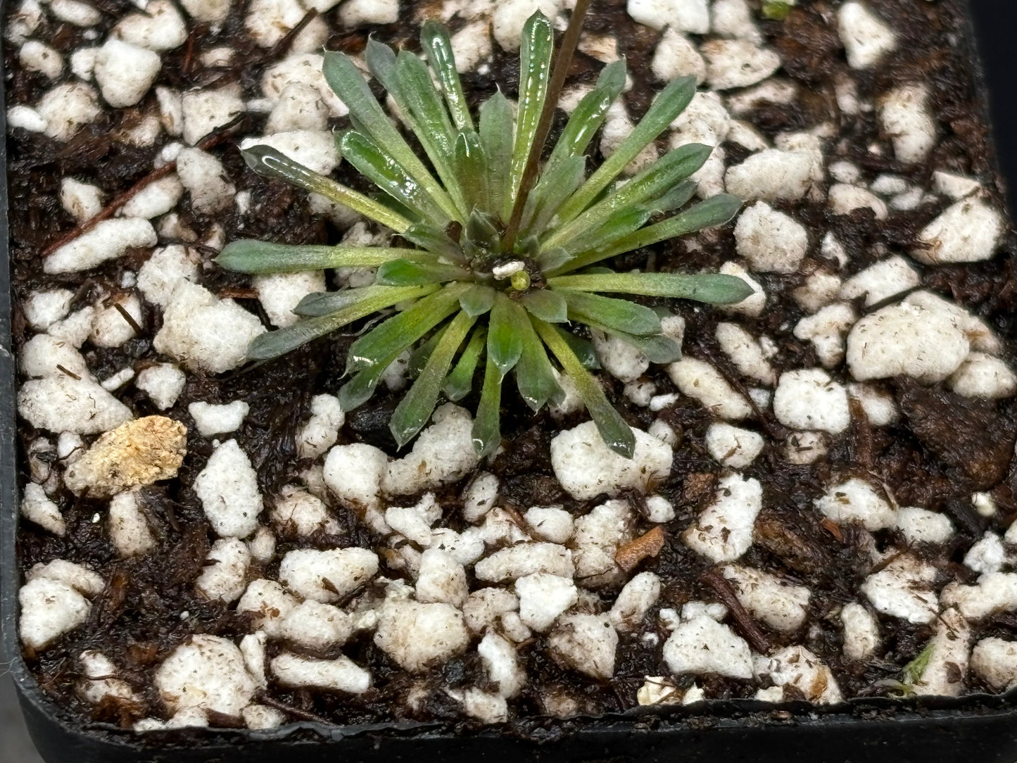 Stylidium caespitosum