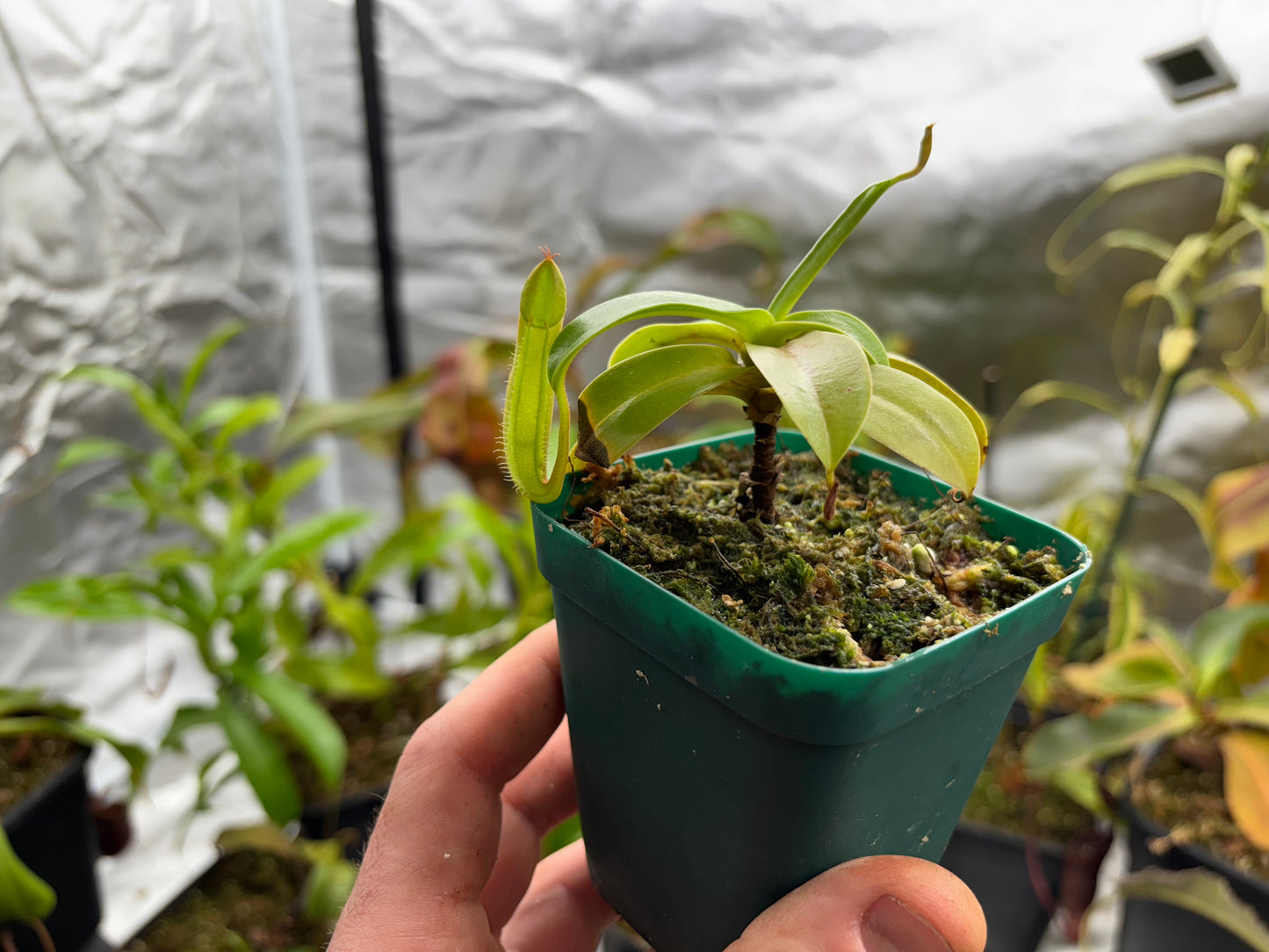 Nepenthes sanguinea