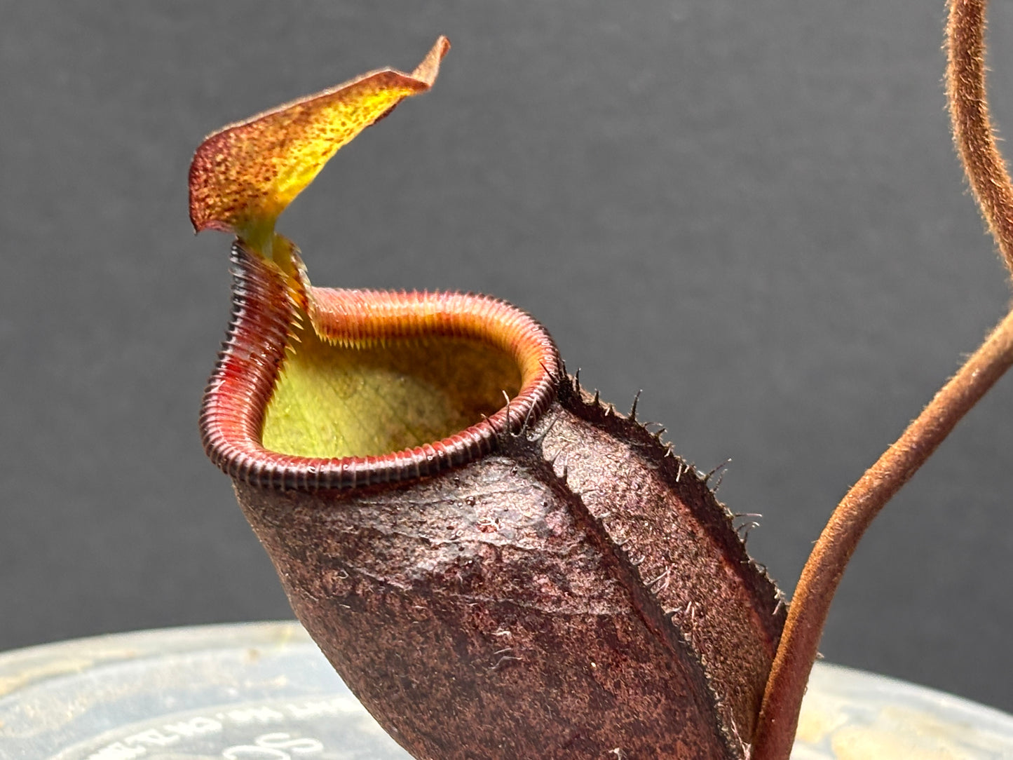 Nepenthes palawanensis