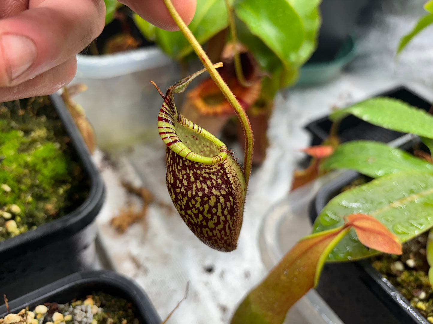 Nepenthes spectabilis x mira (Giant form)
