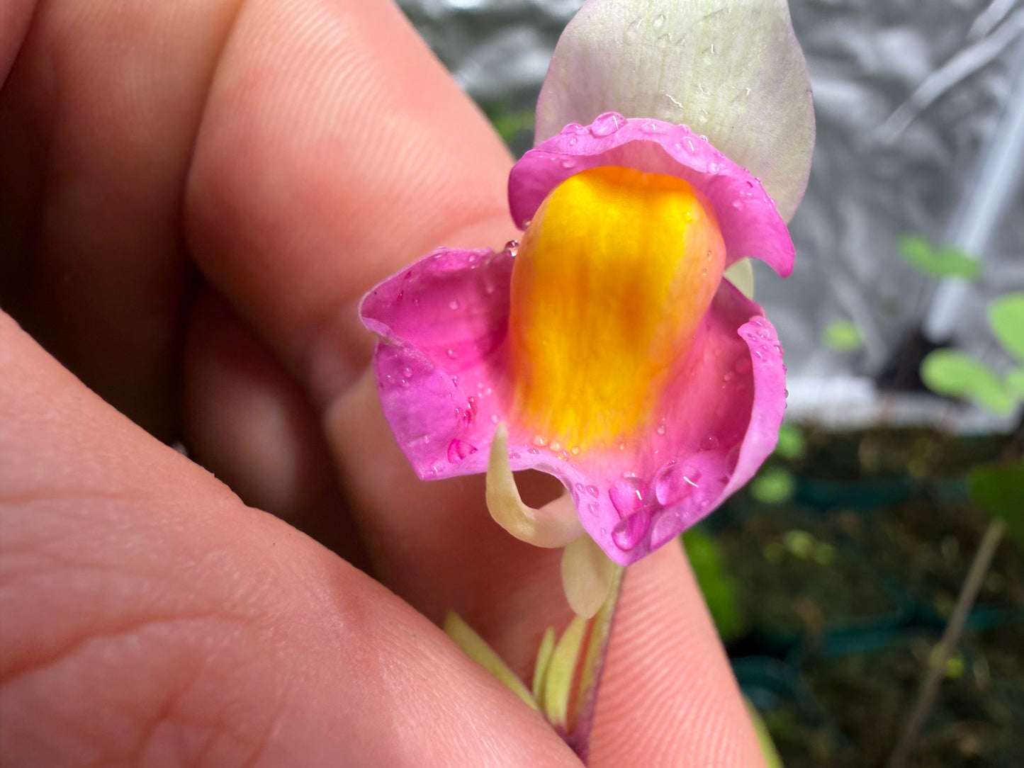 Utricularia jitka