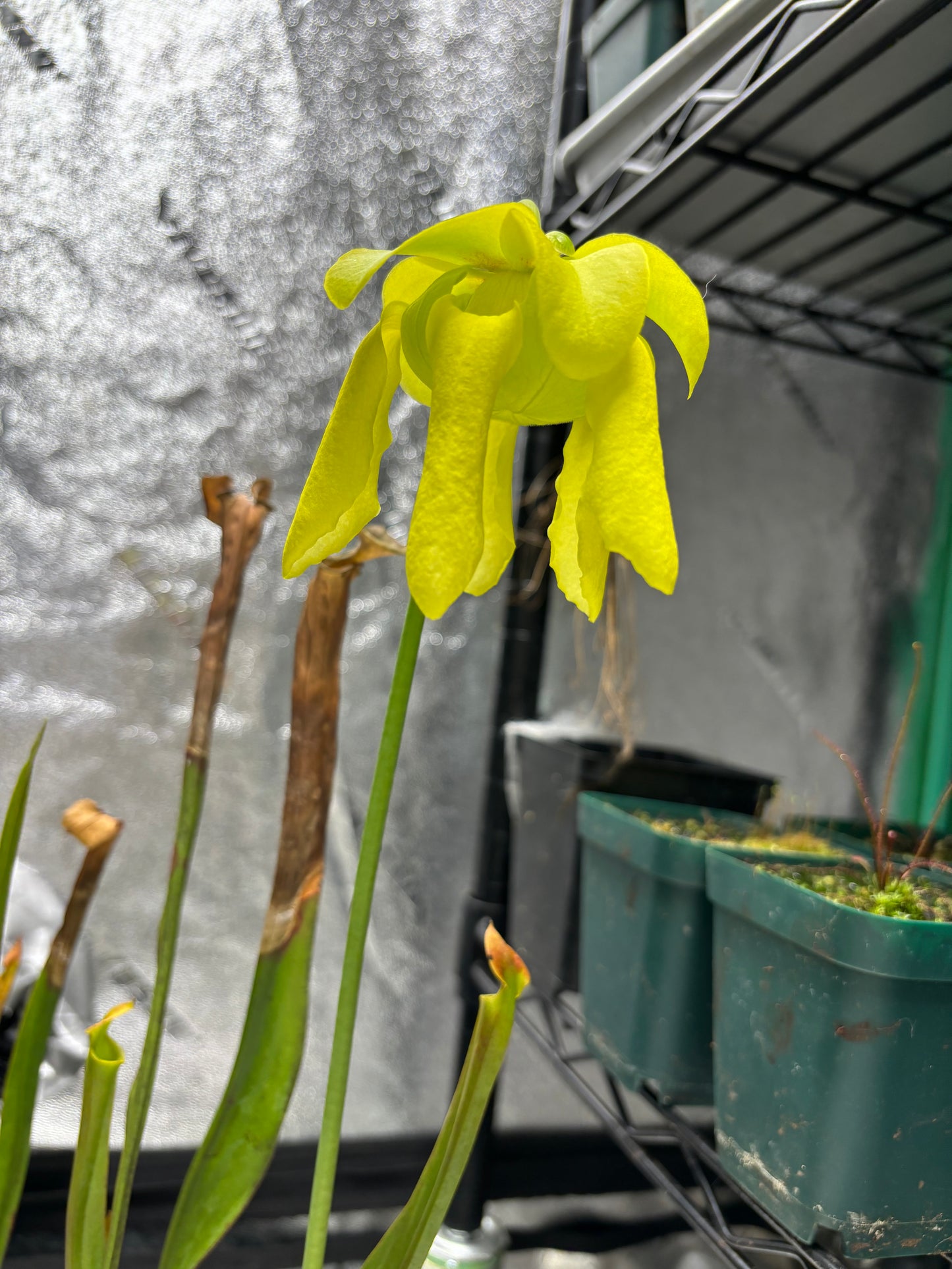 Sarracenia flava