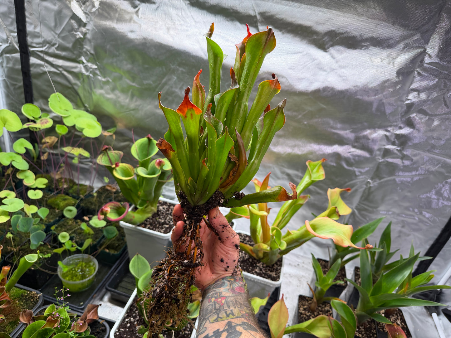 Heliamphora neblinae (Cerro Neblina)