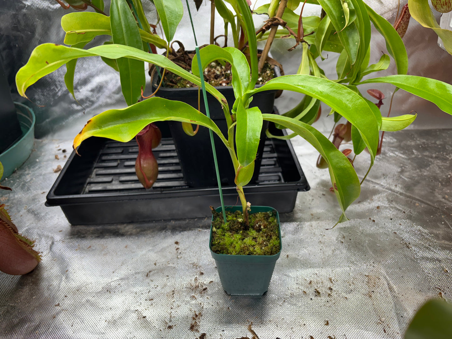 Nepenthes ventrata