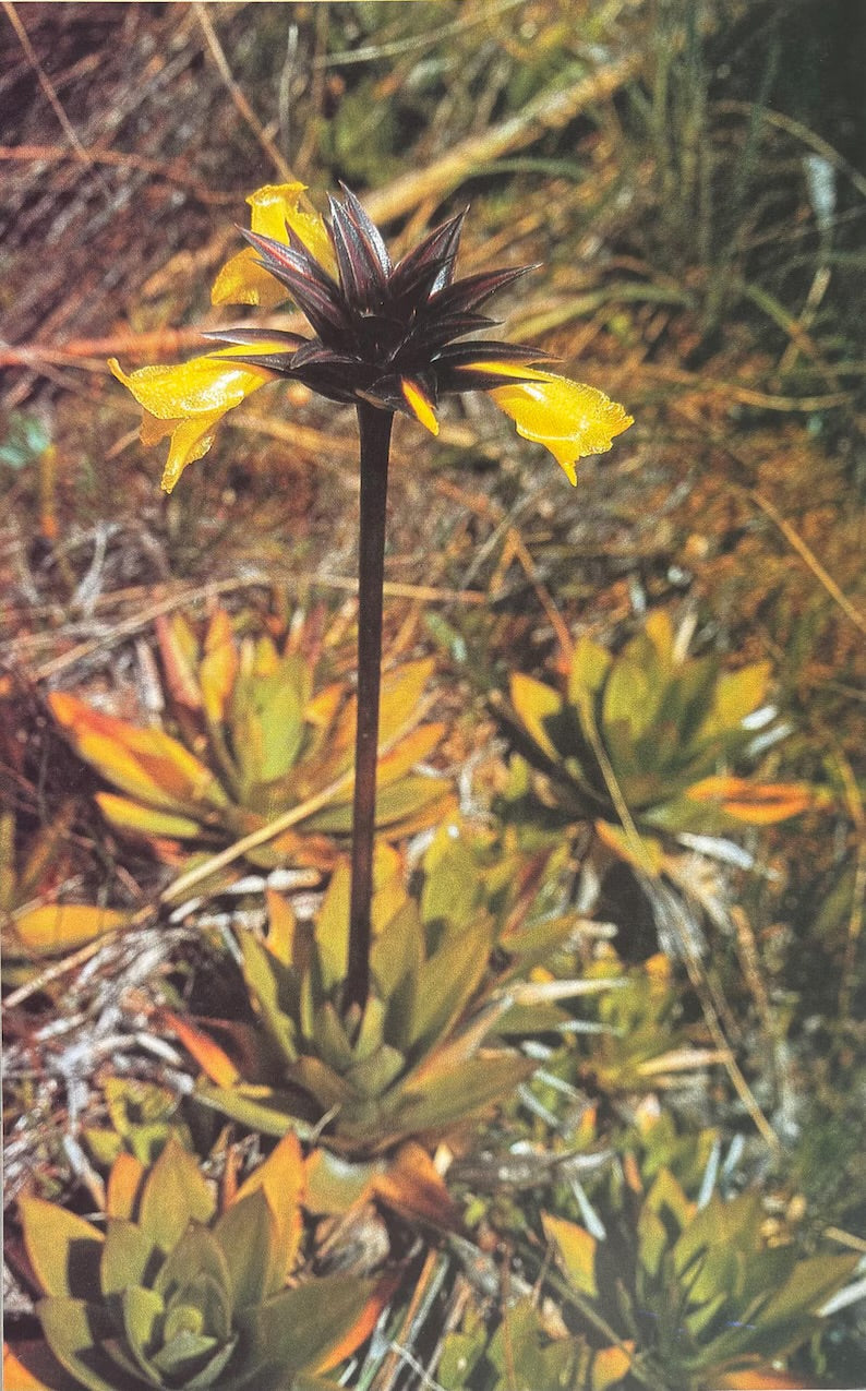 Orectanthe sceptrum