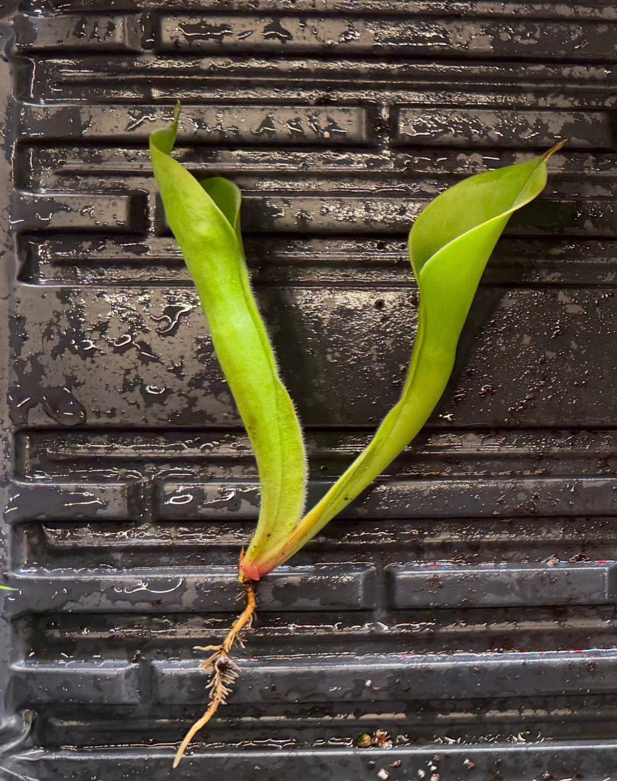 Heliamphora chimantensis (Chimanta Tepui) Clone 03