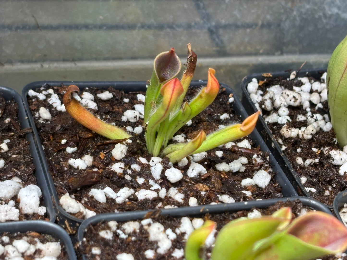Heliamphora minor