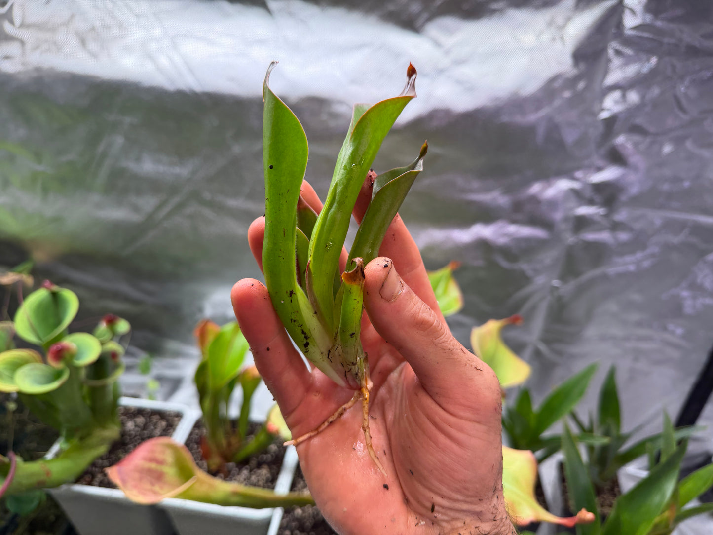 Heliamphora neblinae (Cerro Neblina)