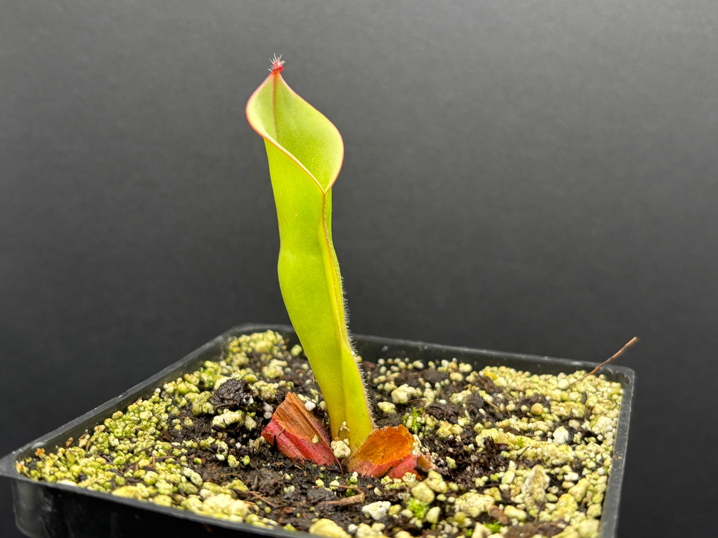 Heliamphora ionasi
