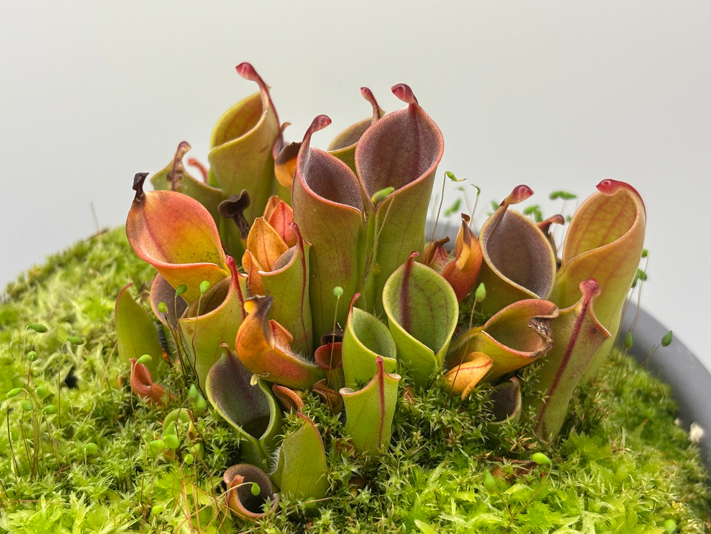Heliamphora minor