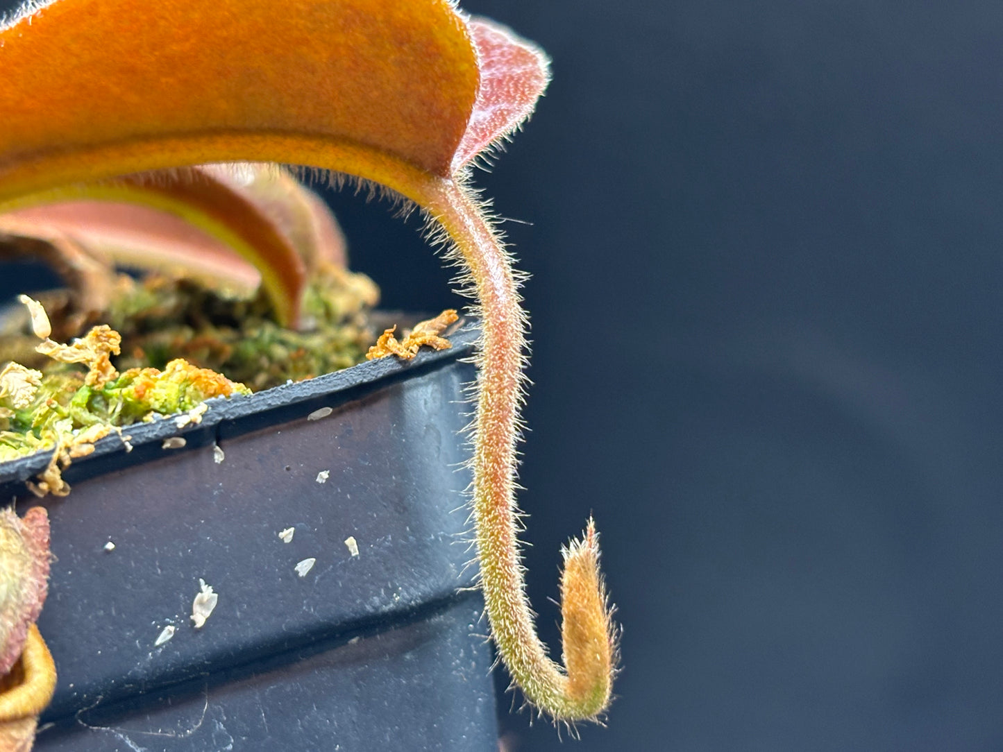 Nepenthes Maxima Sulawesi wavy-leaf BE3907