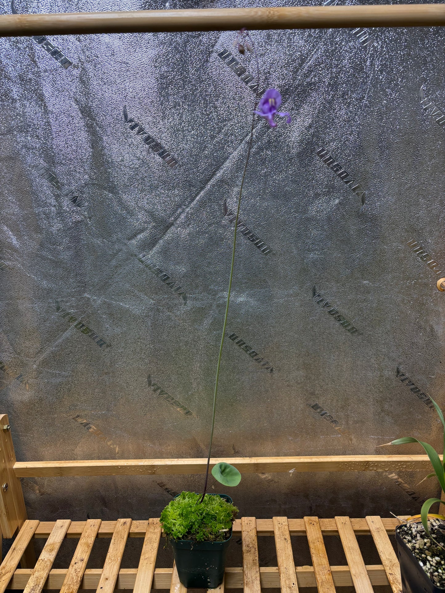 Utricularia nelumbifolia