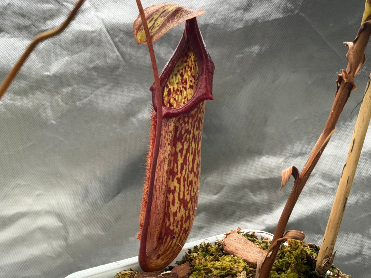 Nepenthes ‘Miranda’