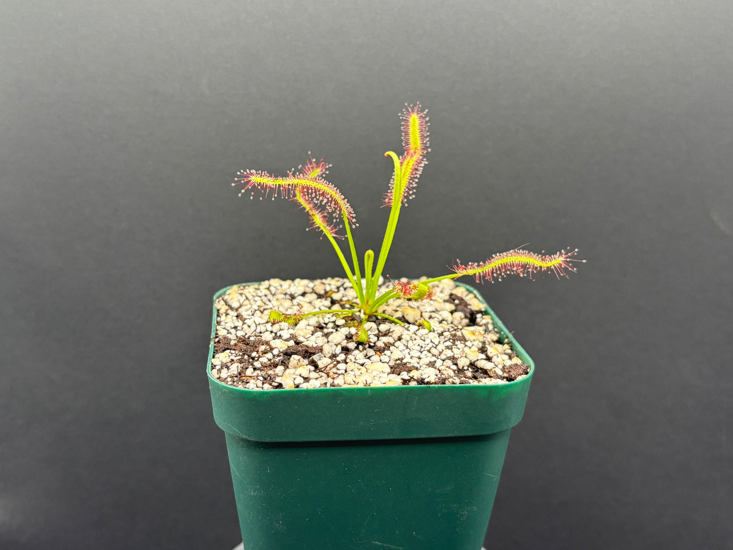 Drosera capensis “Red Form”