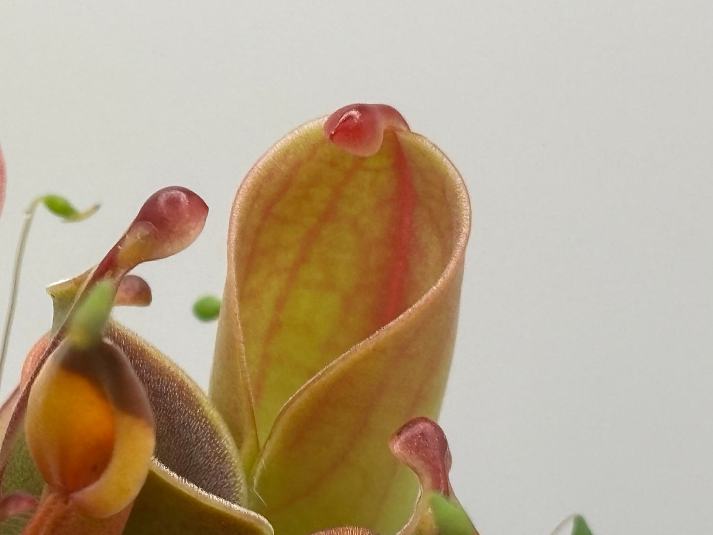 Heliamphora minor