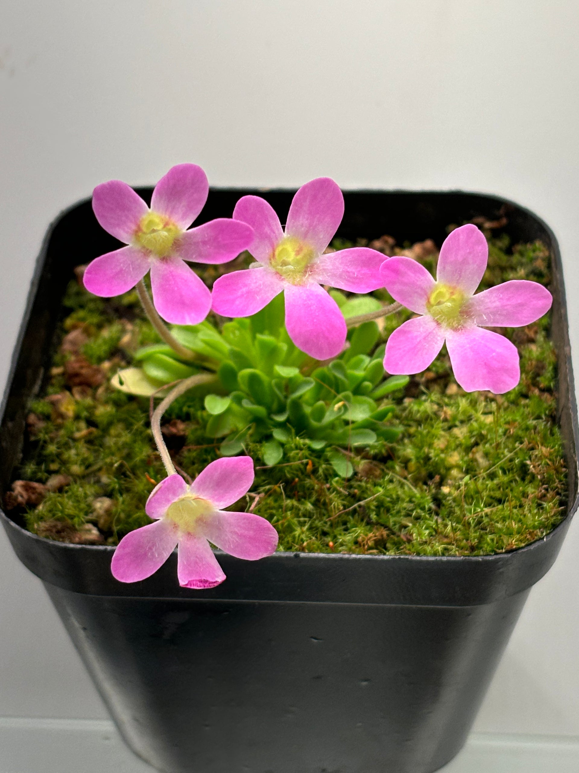 Pinguicula laxifolia – Flora Horrors